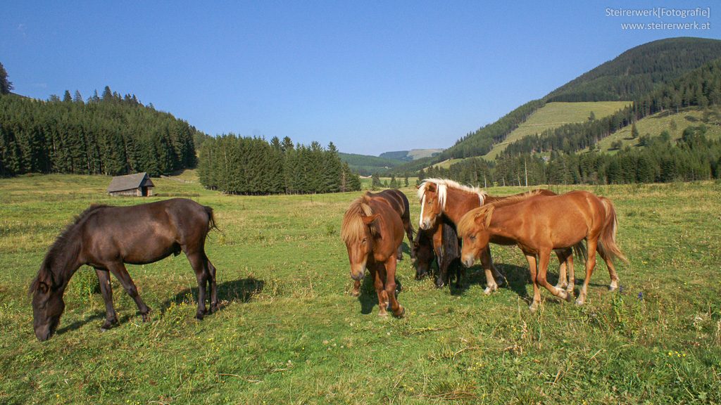 Steiermark Pferde