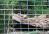 Zoo Salzburg Gepard