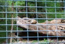 Zoo Salzburg Gepard