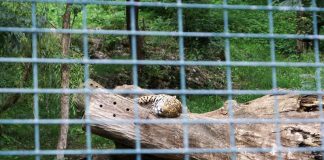 Zoo Salzburg Gepard