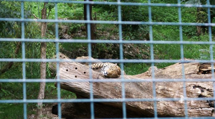 Zoo Salzburg Gepard