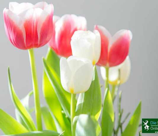 Muttertag Blumen