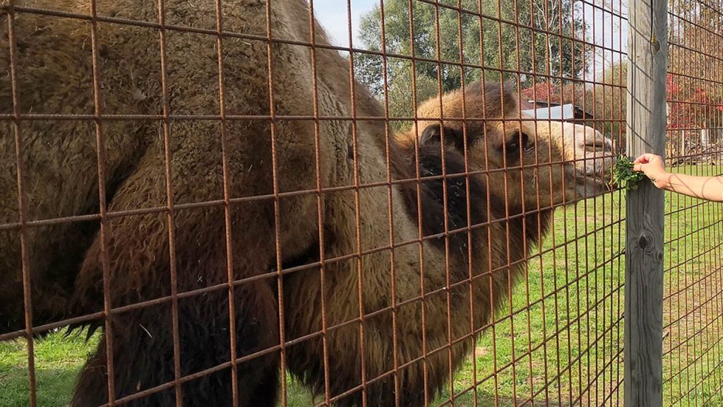 Kamel Tierpark Preding