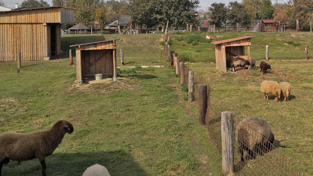 Schafe im Tierpark Preding