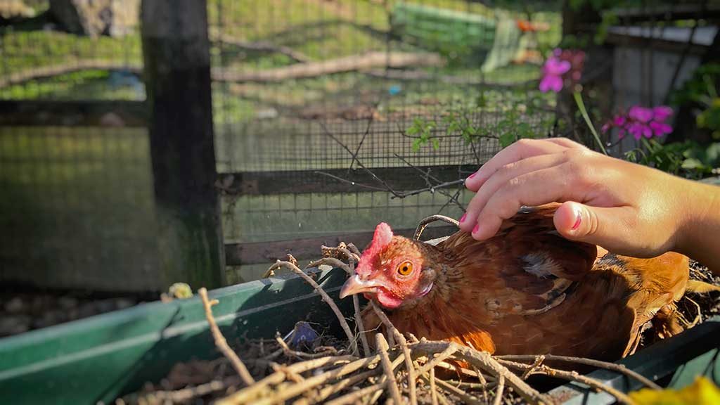 Huhn im Tierpark Preding