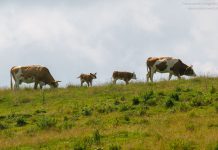 OGH Entscheidung Kuh Urteil