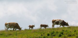 OGH Entscheidung Kuh Urteil