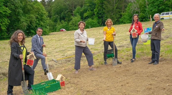 Wildblumen Steiermark pflanzen