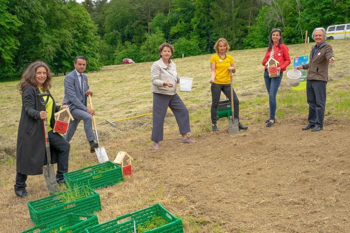 Wildblumen Steiermark pflanzen