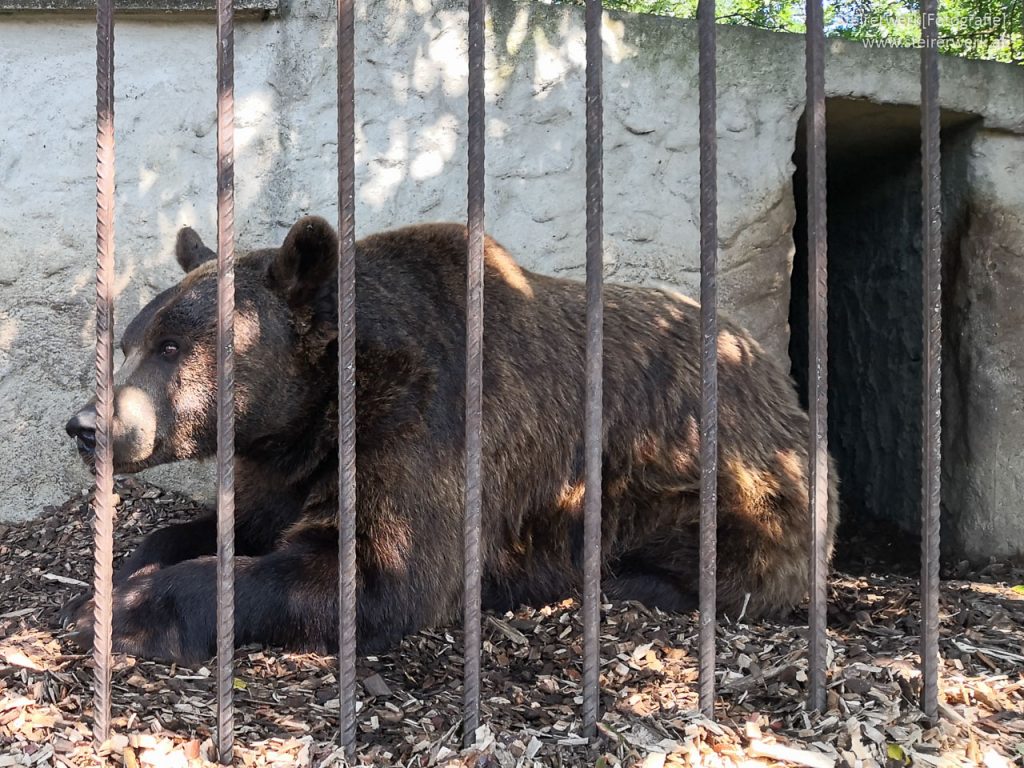 Braunbär im Bärenhof