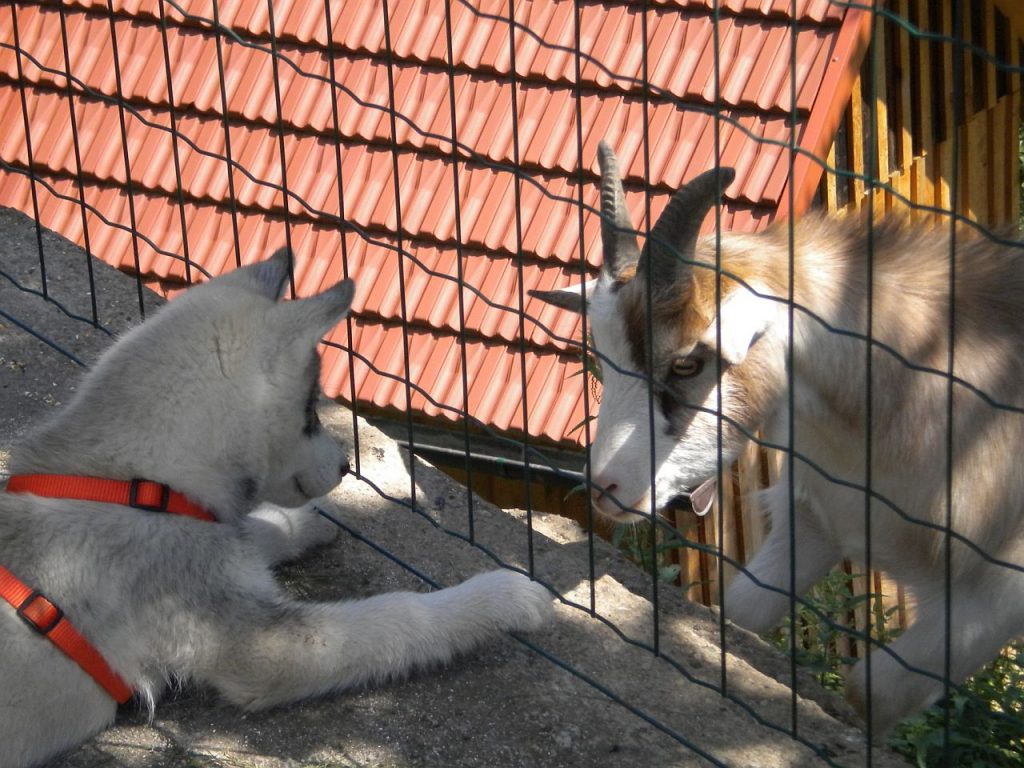 Tierschutzpreis Tierfoto