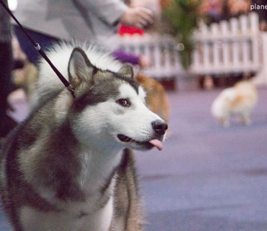 Hundeausstellung
